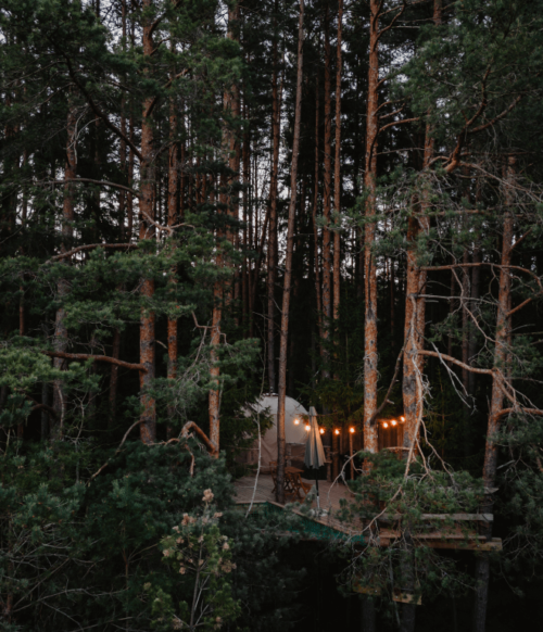 palapine-2-butinge- 10 palapine-2-butinge- 10